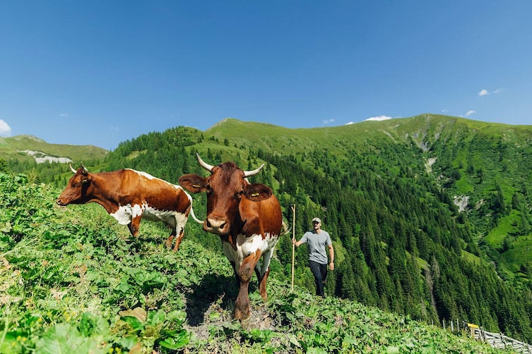 Almauftrieb, Tal der Almen,