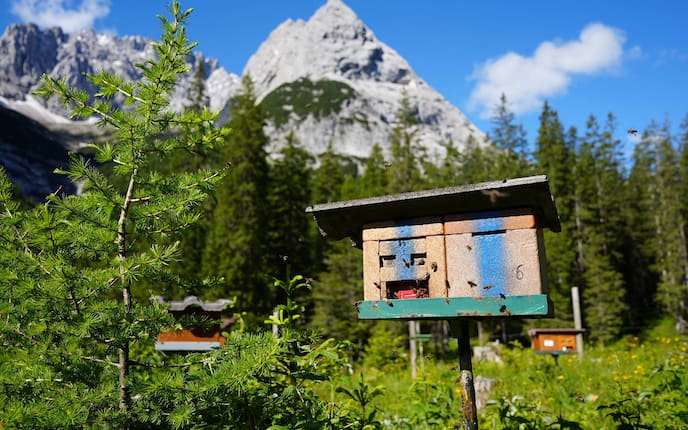 Bienenstöcke mit Drohnen-Völkern und Zuchtkästen auf der Belegstelle im Gaistal