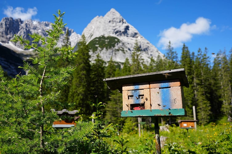 Bienenstöcke mit Drohnen-Völkern und Zuchtkästen auf der Belegstelle im Gaistal
