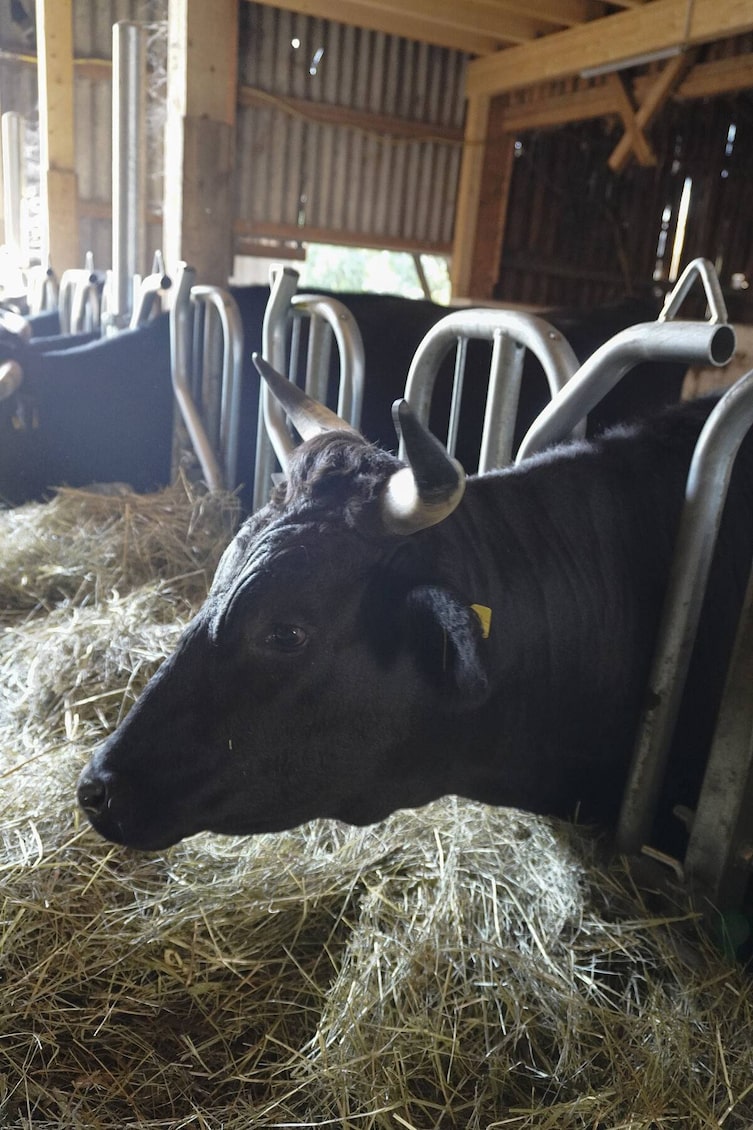 Wagyu Rind, Heimatleuchten, Sommer im Bauernjahr