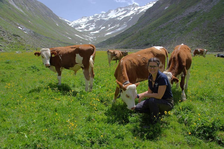 Kühe auf der Alm, Zillertal, Heimatleuchten, Sommer im Bauernjahr