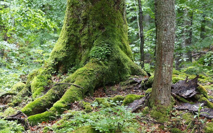 Wildnisgebiet Dürrenstein Rothwald