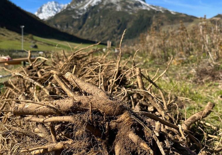 Wurzel, Enzian, Enzner