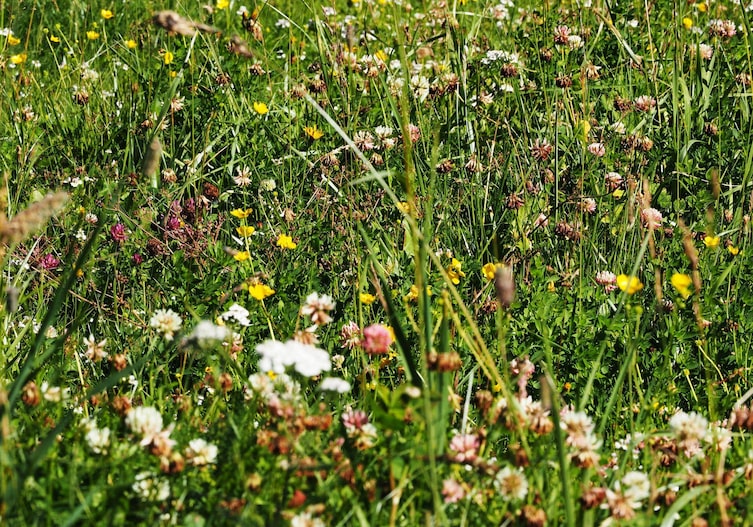 Kräuter, Wanderung, Ischgl, Paznaun