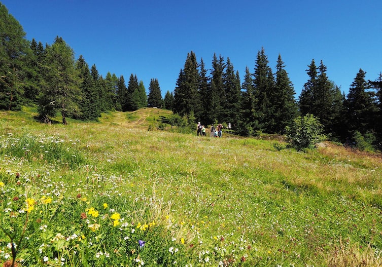Kräuter, Wanderung, Ischgl, Paznaun