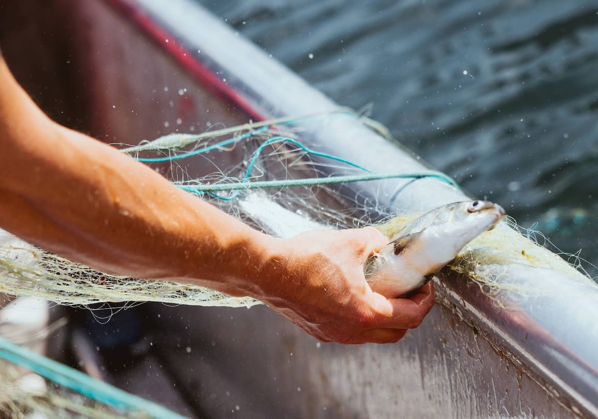 Frischer Fisch gefangen im Traunsee