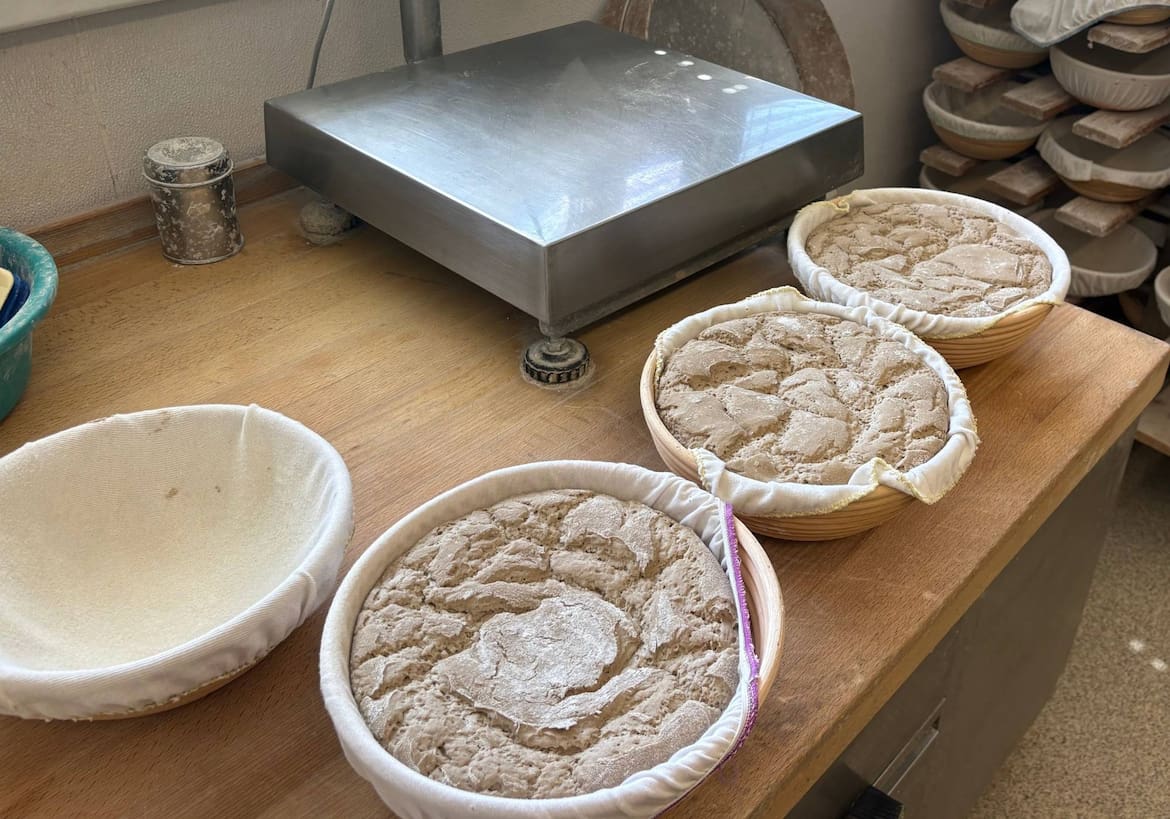 Teiglinge (nach der Gare) für das Holzofenbrot aus Roggenmehl