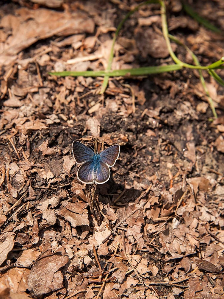 Schmetterling, Wanderung, Brandenbergtal