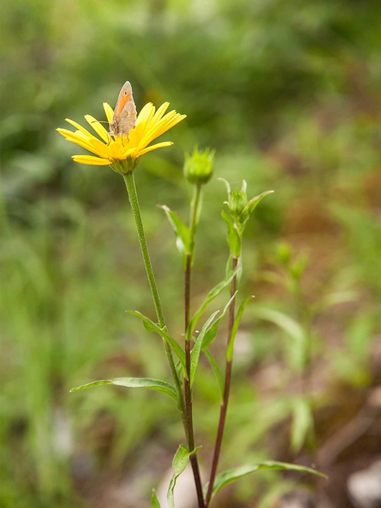 Schmetterling, Wanderung, Brandenbergtal