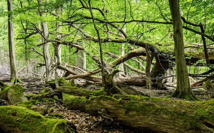 Wien, Urwald von Wien, Lainzer Tiergarten, Ausflugsziele Wien