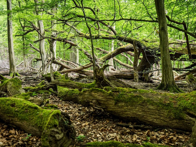 Wien, Urwald von Wien, Lainzer Tiergarten, Ausflugsziele Wien