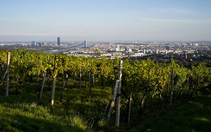 Ausblick vom Nussberg auf Wien. (Bild: Peter Mayr)