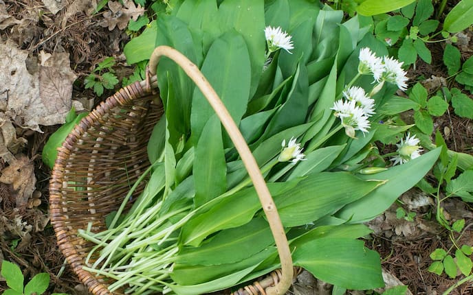 Bärlauchblüten, Servus