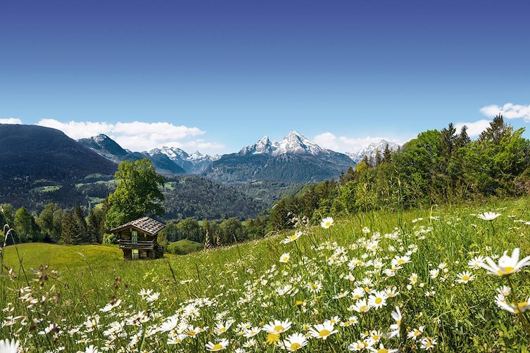 Zu sehen ist eine alpine sommerliche Landschaft mit einer saftigen Blumenwieser und einer kleinen Holzhütte. Im Hintergrund ragen weiße Berggipfel empor.
