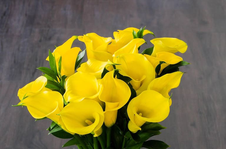 Welche Blume Steht Für Entschuldigung