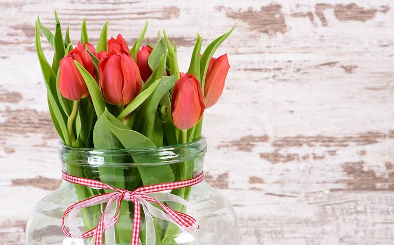 Welche Blume Steht Für Entschuldigung