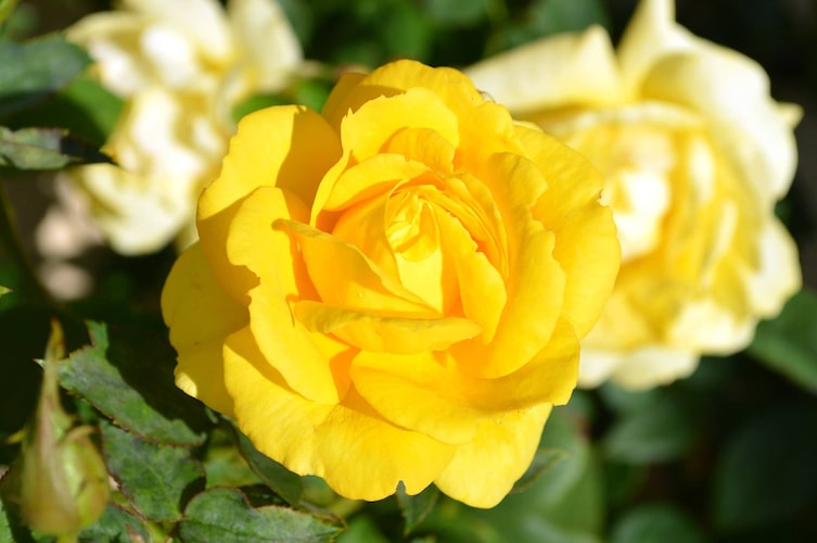 Gelbe Rosen (Bild: Pixabay)