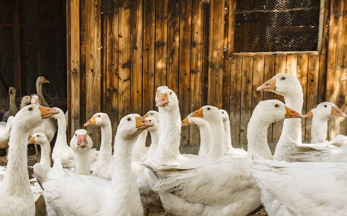 Brauchtümer zu Martini, Martini, Servus, Gans