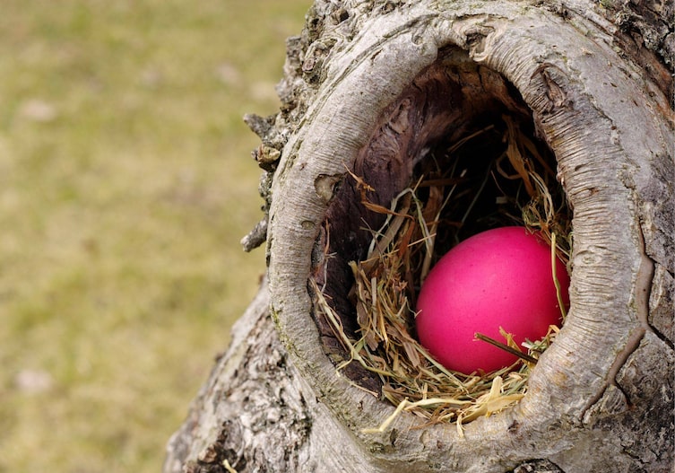Ostereier werden gerne in großen Astlöchern von Bäumen versteckt.
