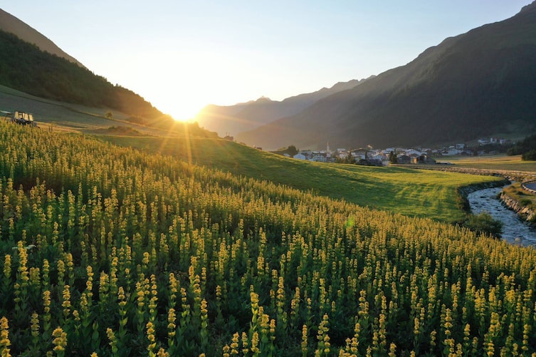 Galtürer Enzian, Enzian, Enzianschnaps, Schnaps brennen, Galtür, Servus Brauchtum