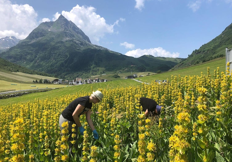 Enzianfeld, Galtür, Tirol