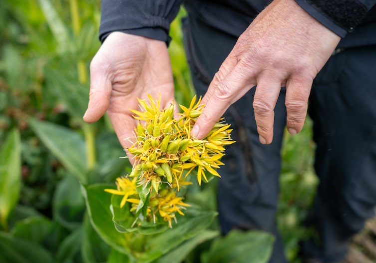 Enzianfeld, Galtür, Tirol