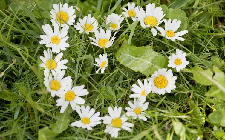 Brauchtum Pflanzen-Orakel: Margeriten (Bild: Mauritius Images)