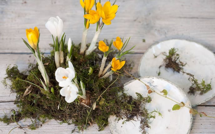 Dekoidee: Moos-Krokus-Arrangement (Foto: Katharina Gossow)