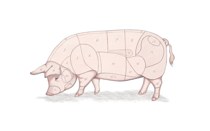 Fleischkunde, Schwein, Teile des Schweins, was ist was beim Schwein