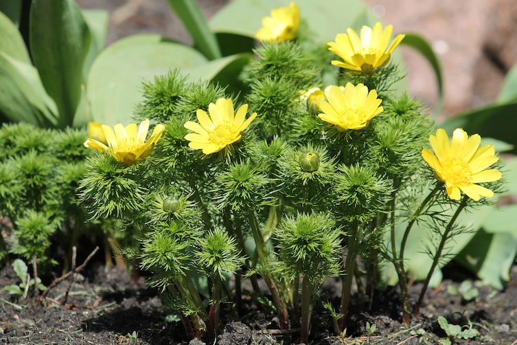 Frühlings-Adonisröschen