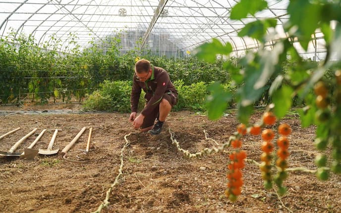 Christoph Schieder, Frutura, Tomaten, Bodenpflege, Herbst, Servus