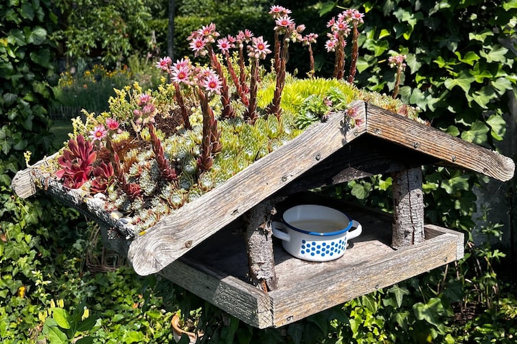 Vogelhäuschen mit einem von Sukkuleten bepflanzten Dach.
