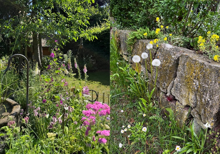 Bild von Naturblumen im Garten