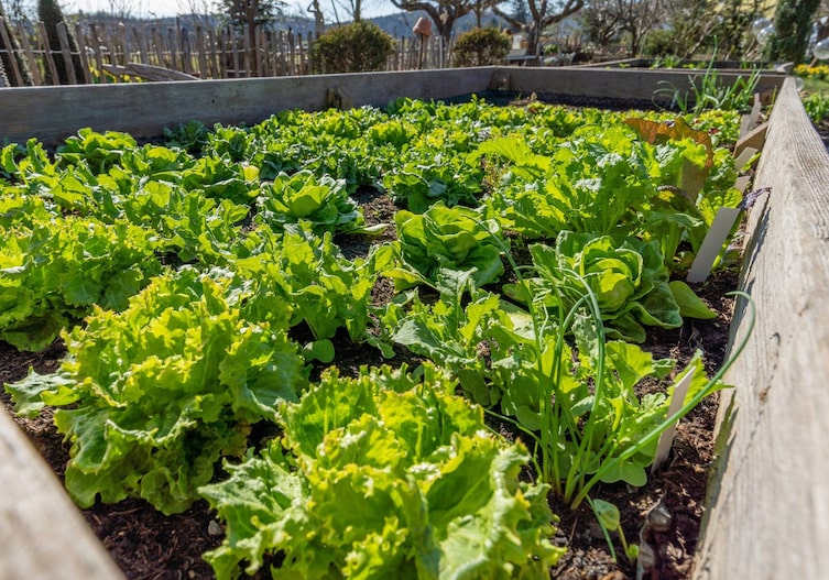 Salate im Hochbeet