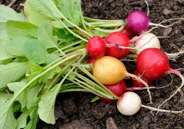 Radieschen auf dem Gemüsebeet