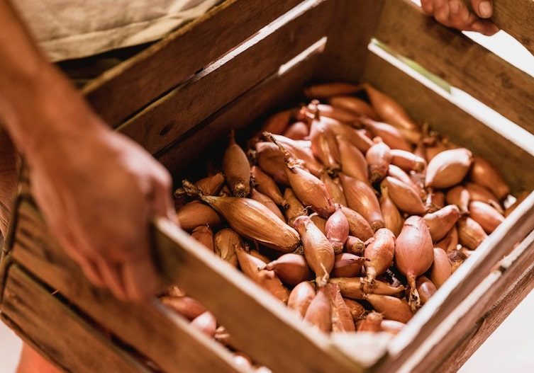Österreichische Bananenschalotte in einer Erntekiste