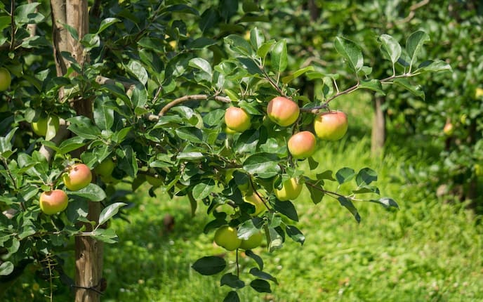 Apfelbaum, Apfel, Gartenwissen, Baumpflege