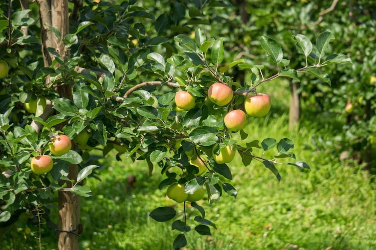 Apfelbaum, Apfel, Gartenwissen, Baumpflege