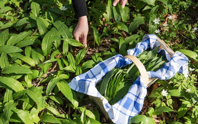 Bärlauch ernten, Bärlauch erkennen