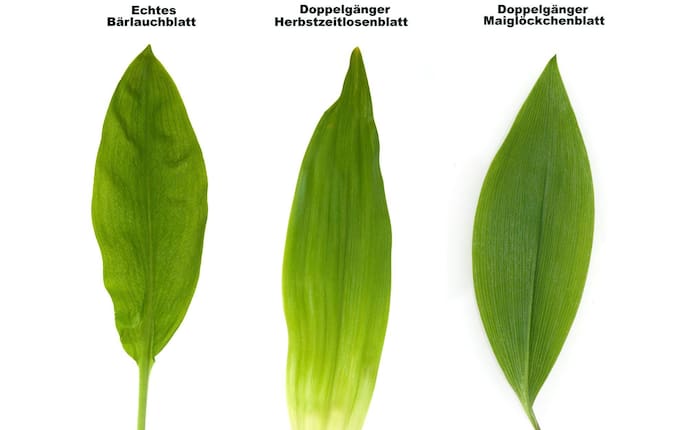Echtes Bärlauchblatt, Doppelgänger Herbstzeitlose, Doppelgänger Maiglöckchenblatt im Vergelich