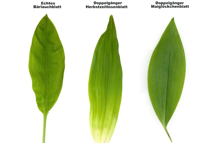 Echtes Bärlauchblatt, Doppelgänger Herbstzeitlose, Doppelgänger Maiglöckchenblatt im Vergelich