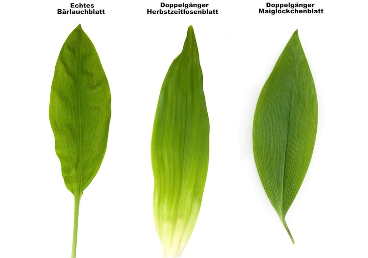 Echtes Bärlauchblatt, Doppelgänger Herbstzeitlose, Doppelgänger Maiglöckchenblatt im Vergelich