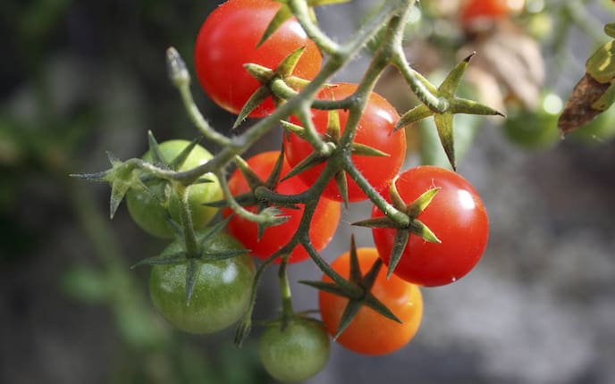 Tomaten, Garten, Juli