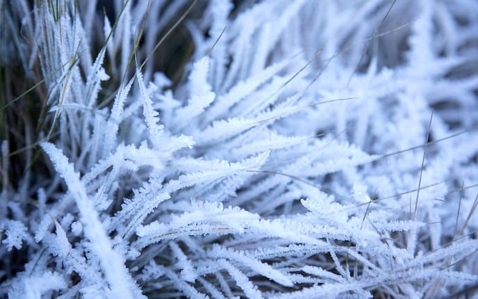 Gras Frost, Brauchtum, November