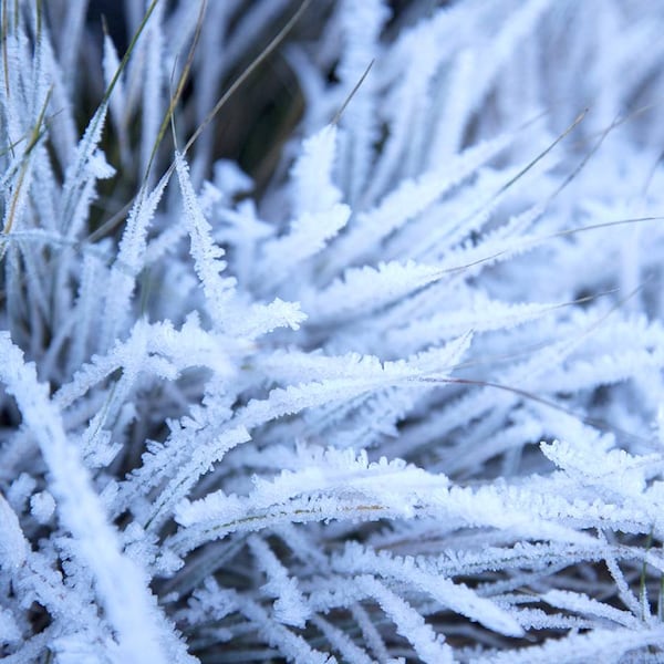 Gras Frost, Brauchtum, November