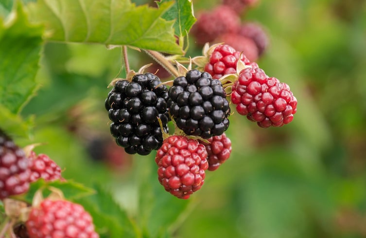 Beere, Brombeere