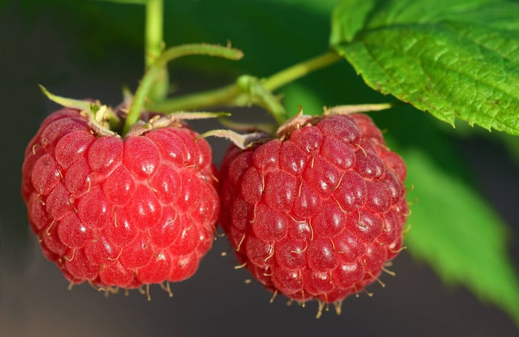 Himbeere, Beerenkunde