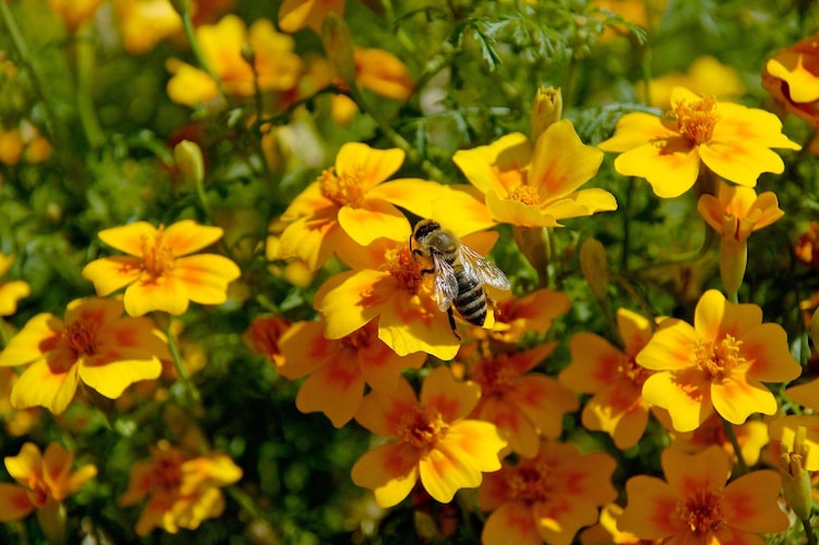 Bienen, digitale Blumenwiese, frutura, Blumenwiese, Tagetes Studentenblume