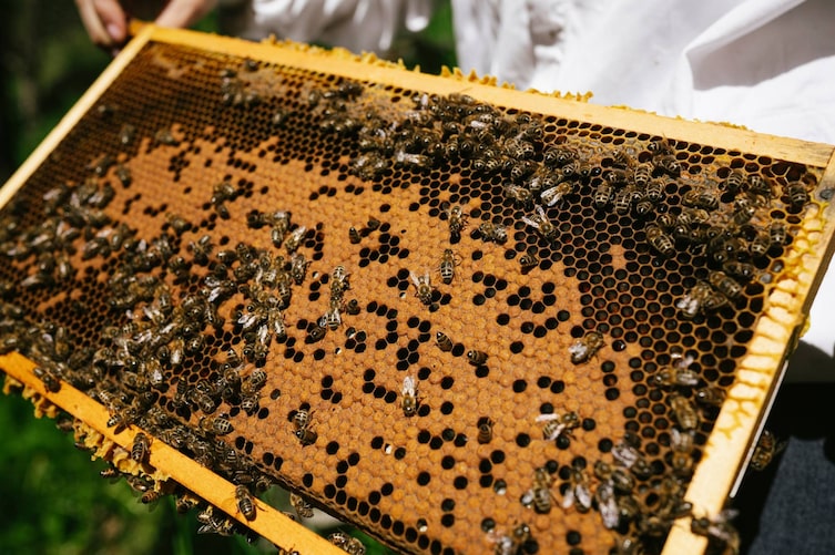 Waben mit Bienen, Tiroler Braunelle (Urbiene), Kaunertal