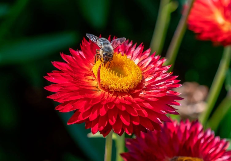 Hier freut sich eine kleine Biene über den Nektar einer roten Strohblume.